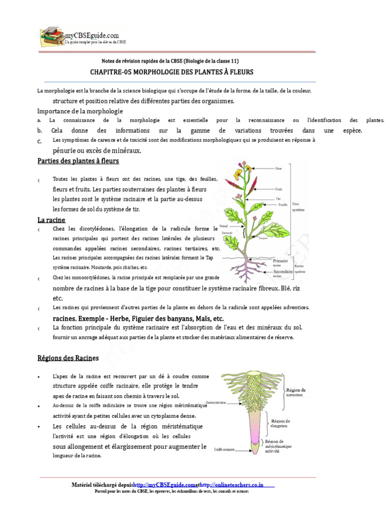 Morphologie des plantes à fleurs - CBSE 11 | PDF | Racine | Fleurs
