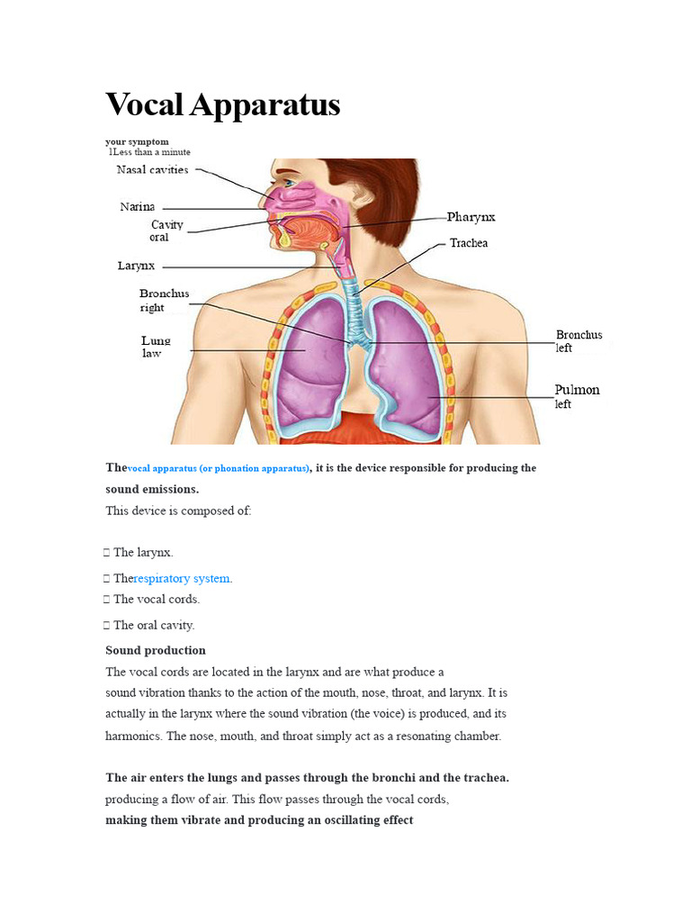 Understanding the Vocal Apparatus | PDF