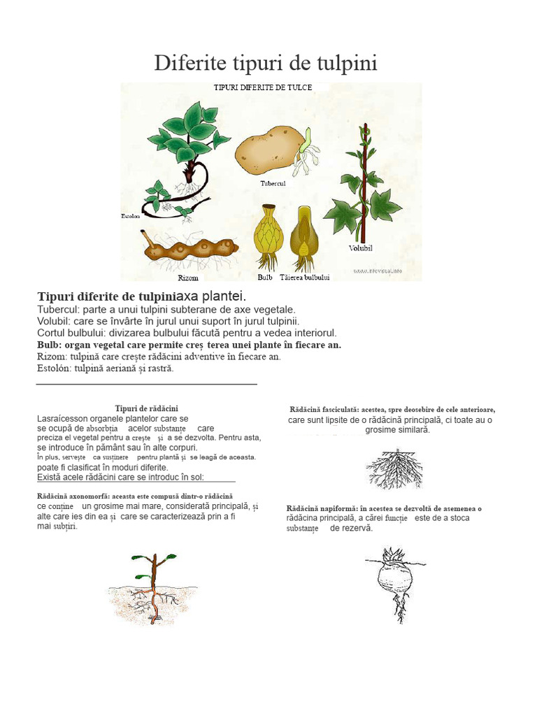 Tipuri Diferite de Tulpini | PDF