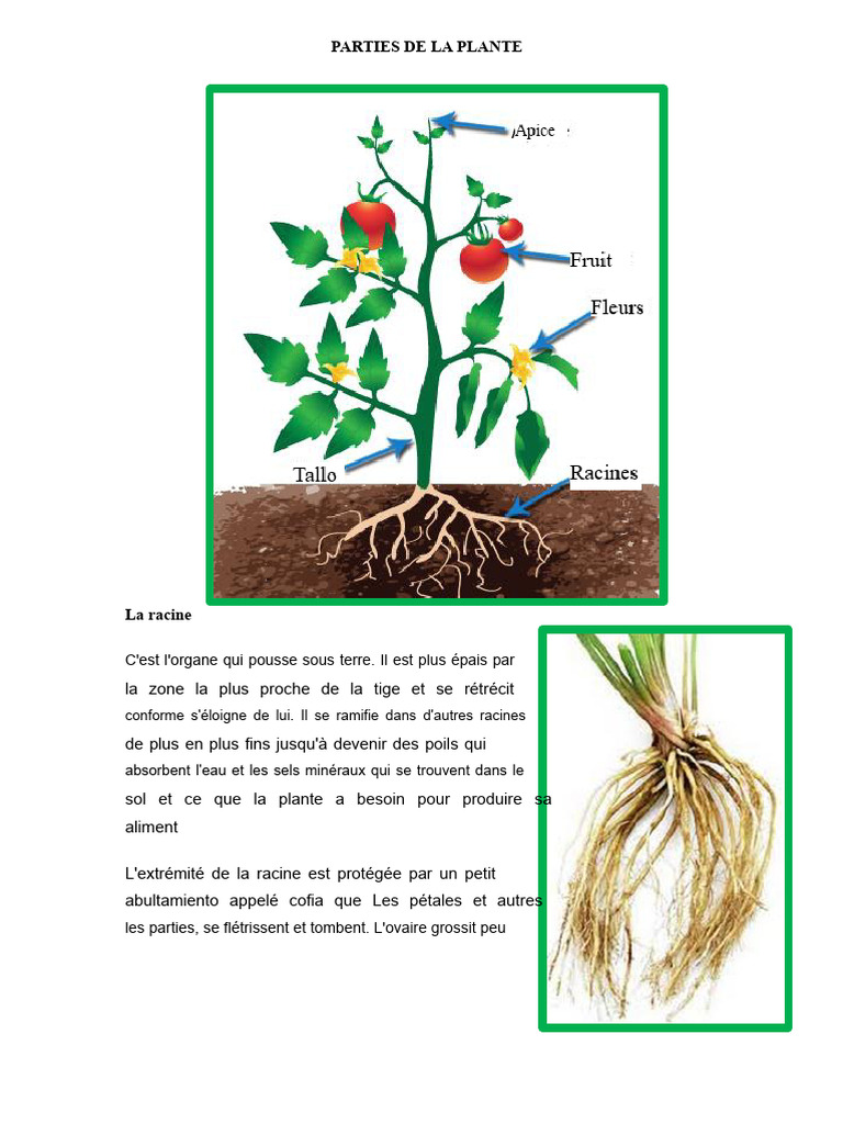 Sitemapcdatahttpsmodeinf Inetcomtuteur Plante Original