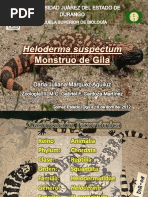 Animals That Are Chordata Reptilia And Squamata Helodermatidae