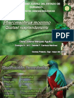 Pharomachrus Mocinno - Quetzal