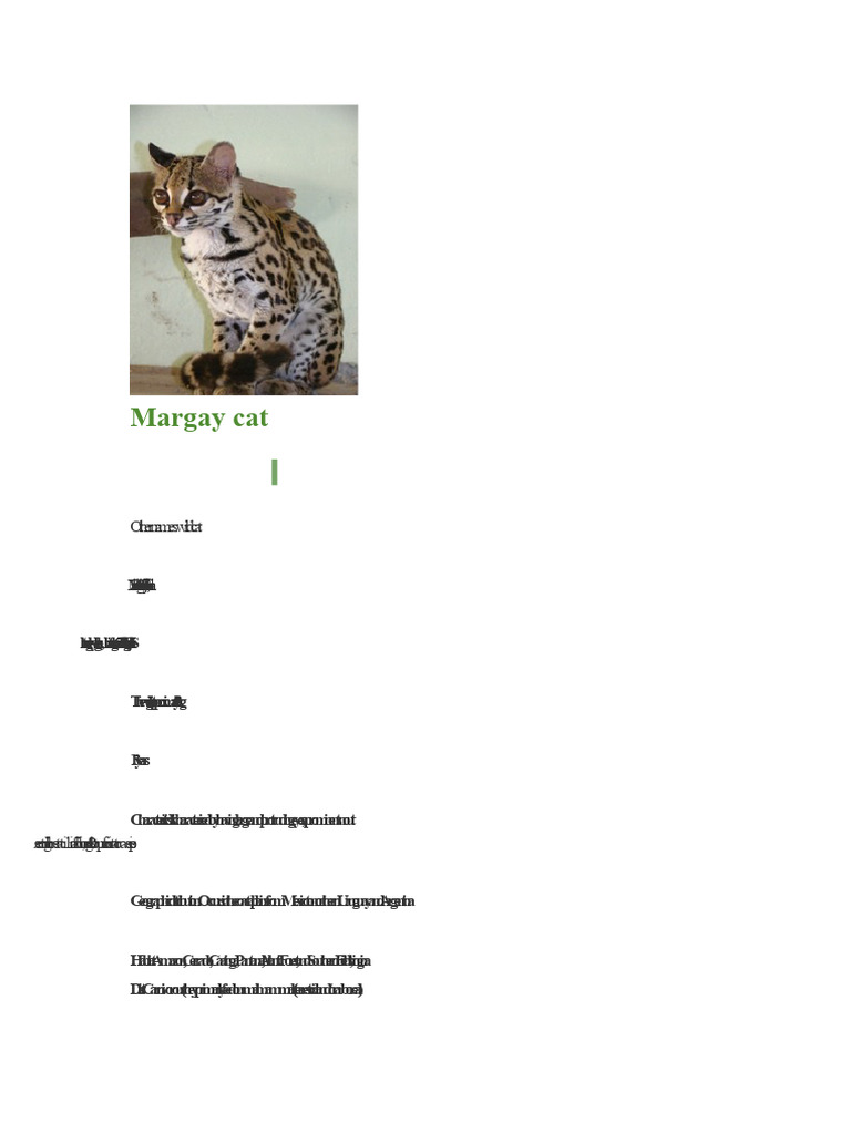 Maracajá Cat Emanoella | PDF | Cats | Felines