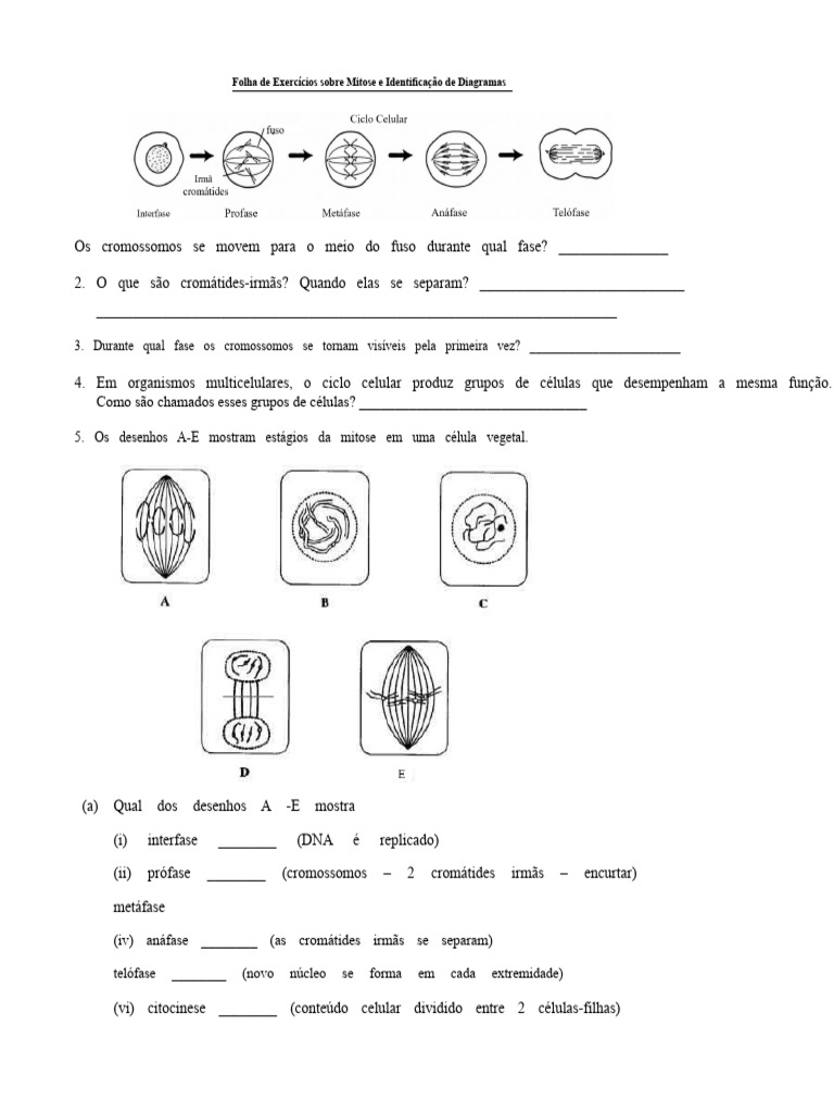 Exercícios sobre Mitose e Diagramas | PDF | Mitose | Meiose