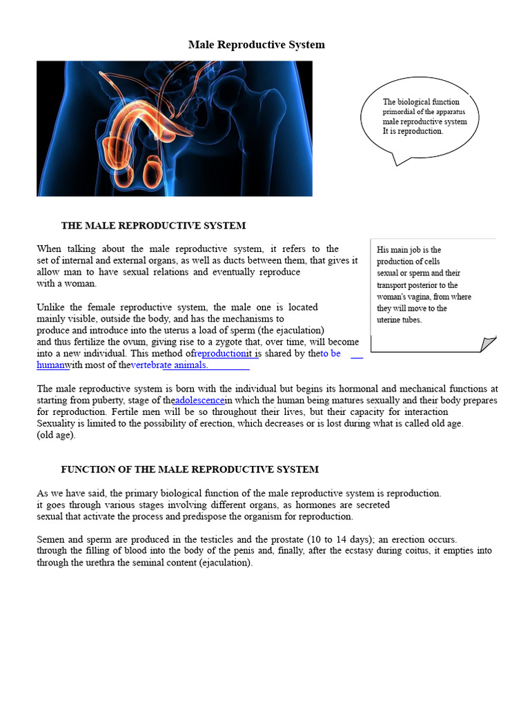 Overview of the Male Reproductive System | PDF | Reproductive System ...