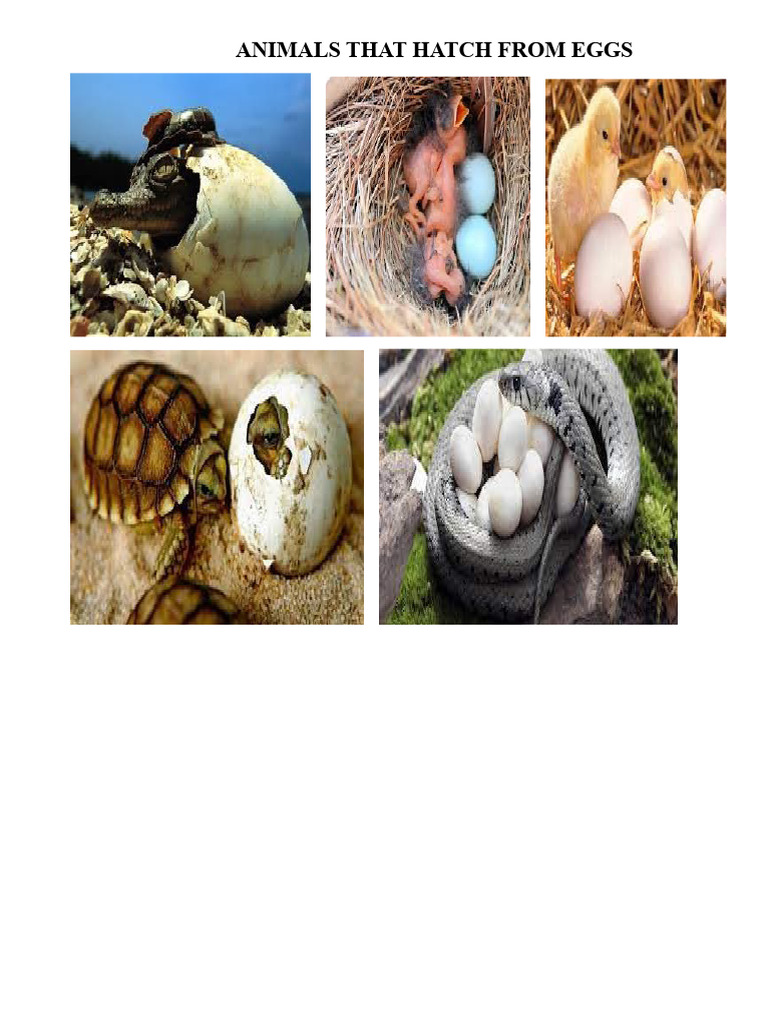 Animals That Hatch From Eggs | PDF