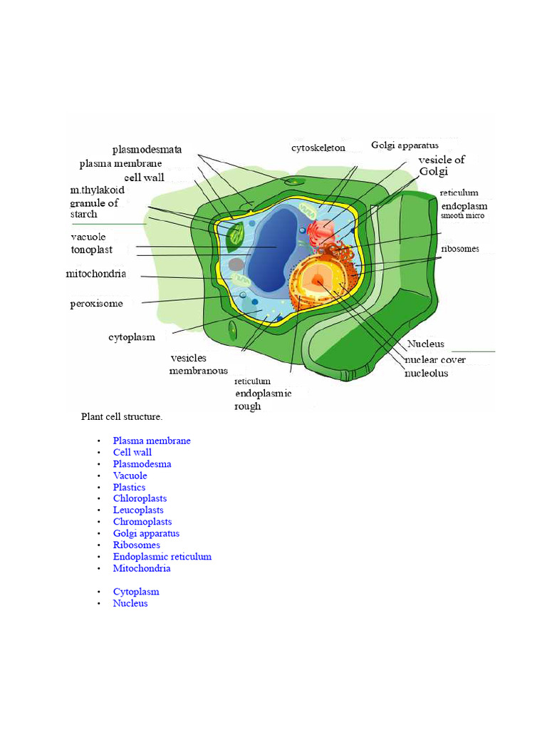Overview of Plant Cell Structure | PDF