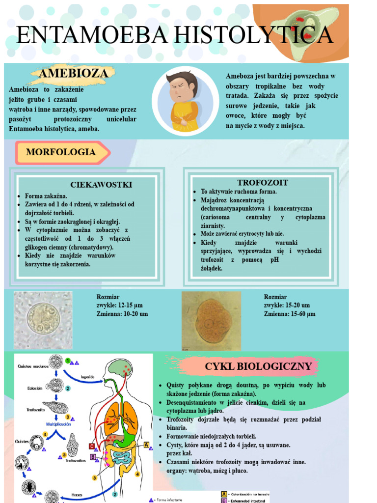 Infografia - Entamoeba Histolytica - VMMM | PDF