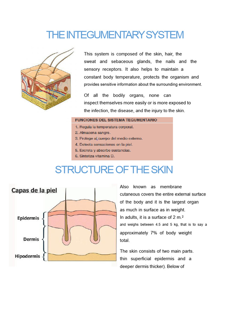 The Integumentary System | PDF | Integumentary System | Skin