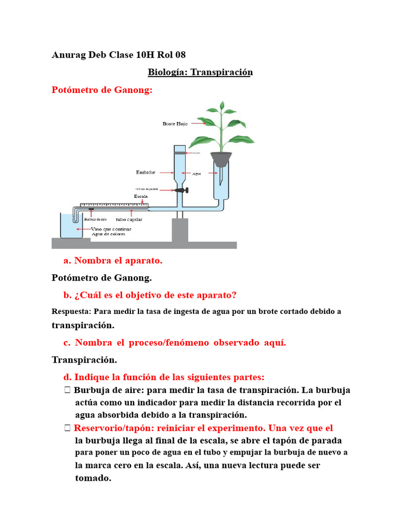Funcionamiento del Potómetro de Ganong | PDF | Hoja | Ciencias de la Tierra