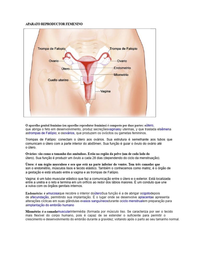 Aparelho Reprodutor Masculino e Feminino | PDF | Sistema reprodutivo ...