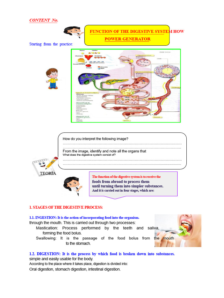 Digestive System Functions Explained | PDF | Digestion | Stomach