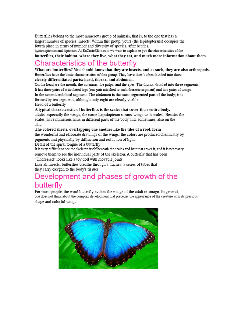 The Butterflies | PDF | Butterfly | Lepidoptera