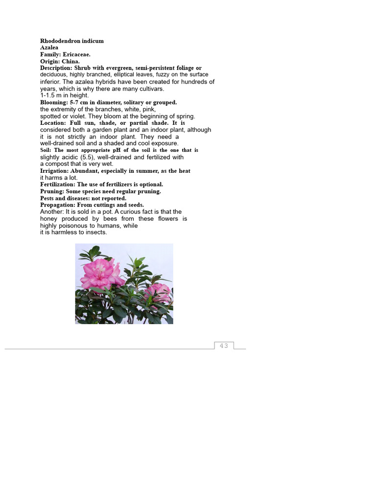 AZALEA | PDF