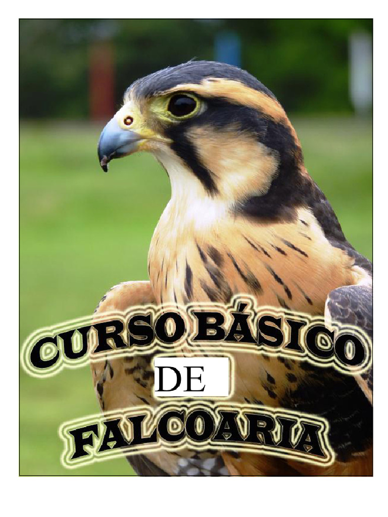 Falconry Basics: History & Training Guide | PDF | Falconry | Birds