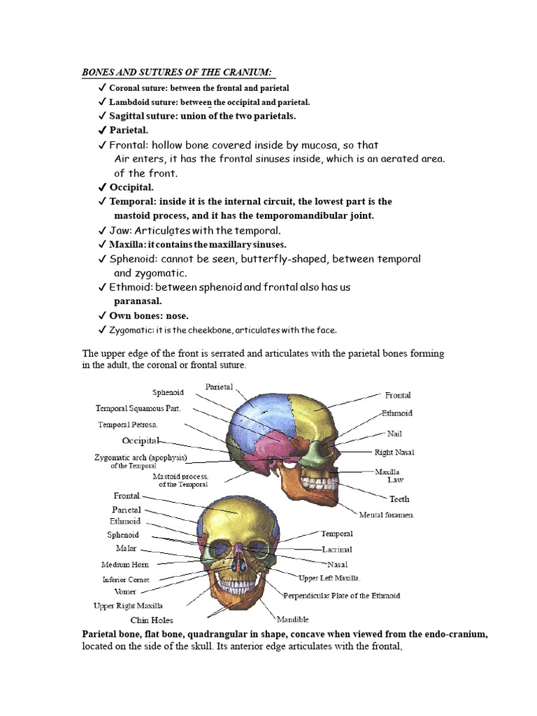 Bones and Sutures of The Skull | PDF | Skull | Primate Anatomy