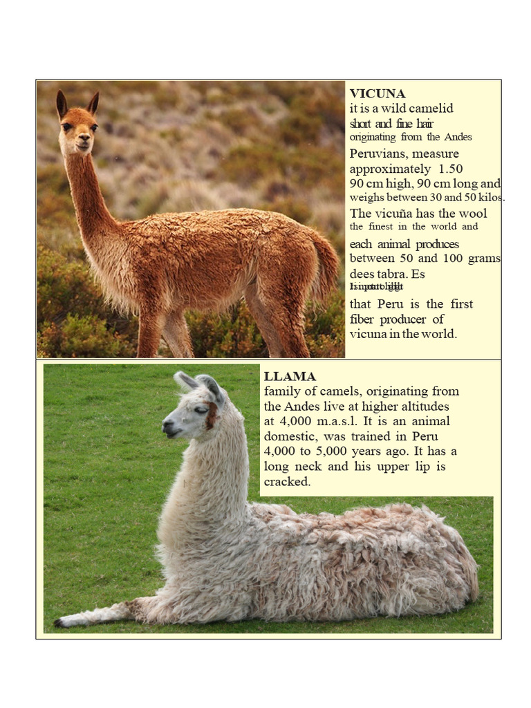 Native Animals | PDF | Zoology