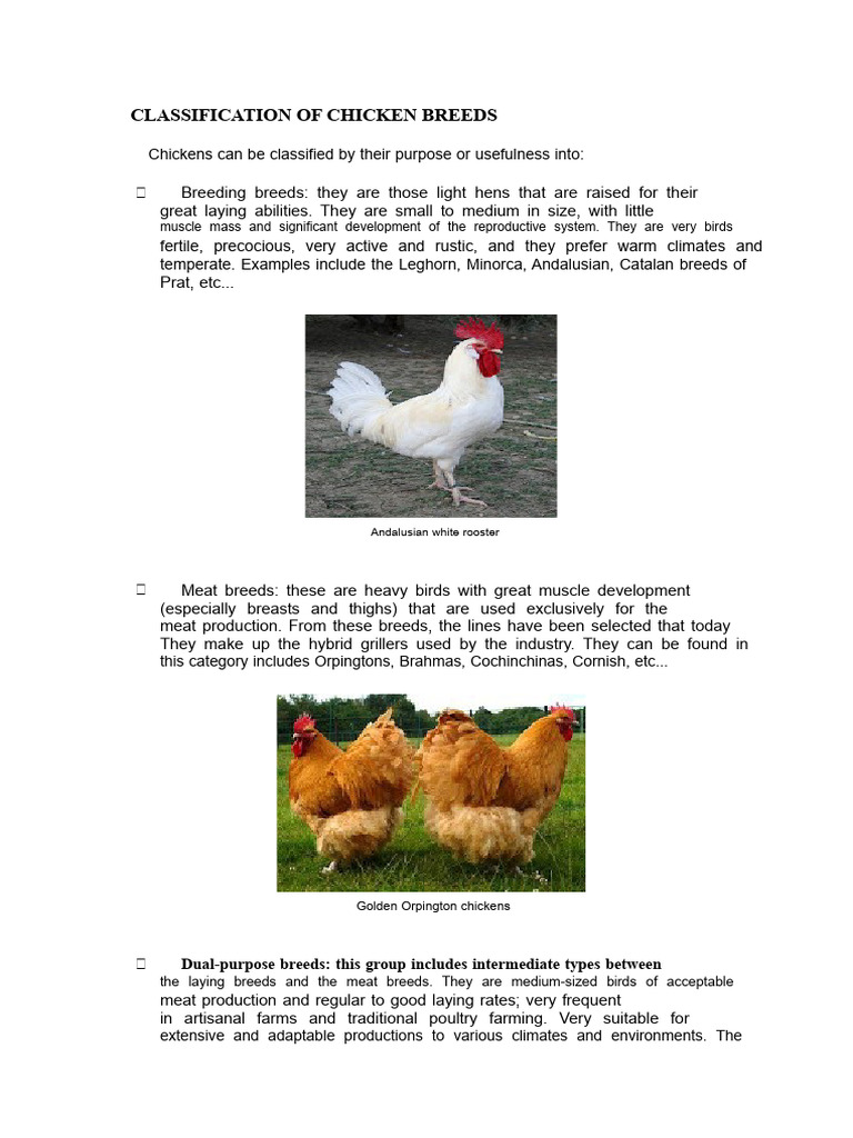 Chicken Breed Classifications Explained | PDF | Chicken | Birds