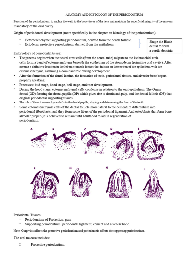 Anatomy and Histology of the Periodontium | PDF | Epithelium | Bone