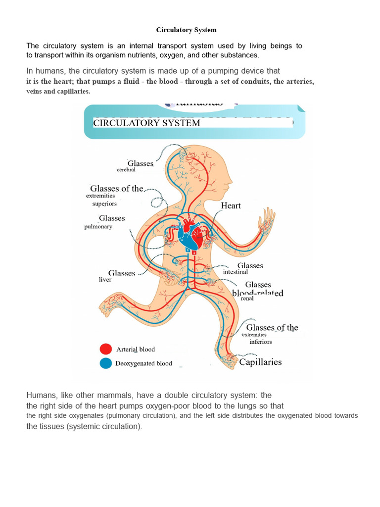 Overview of the Human Circulatory System | PDF