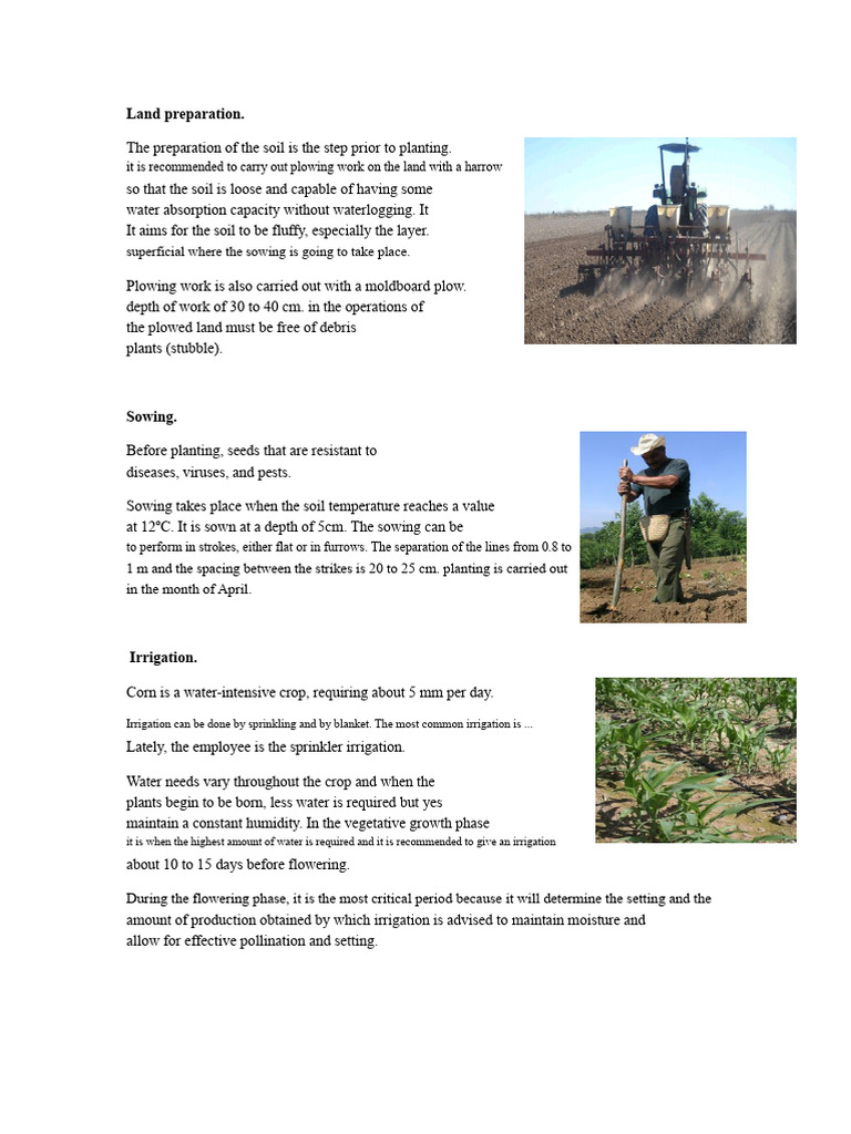 Corn Land Preparation Guide | PDF | Fertilizer | Sowing
