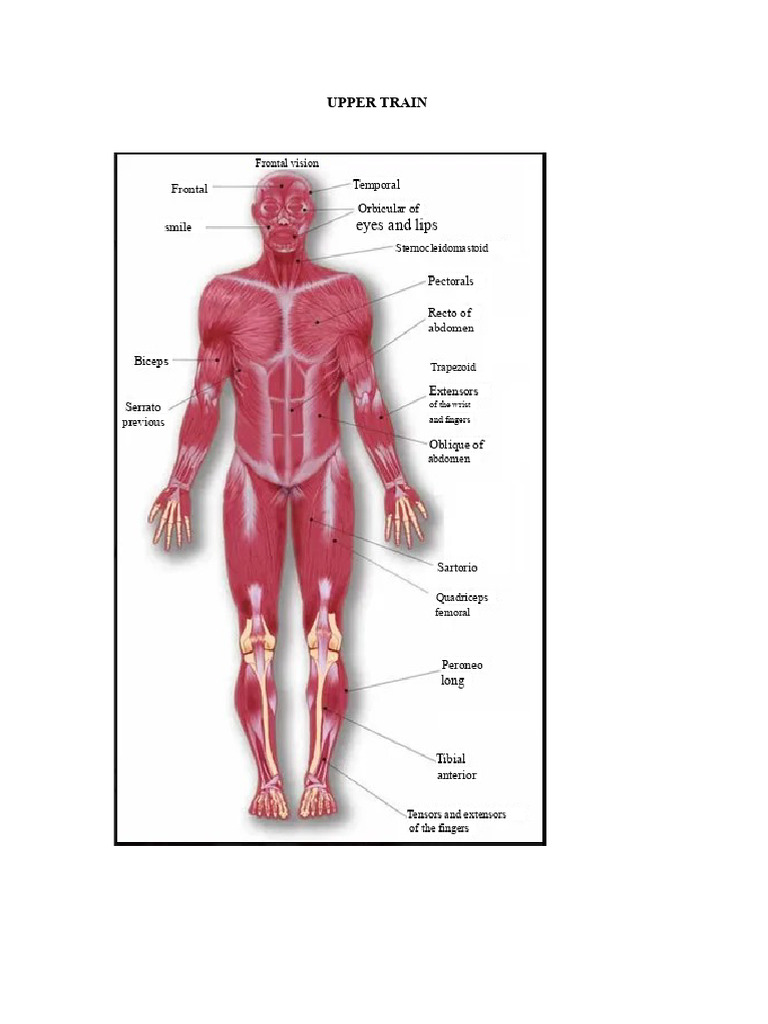 Physical Education | PDF | Human Leg | Anatomical Terms Of Motion
