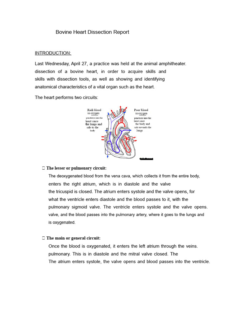 Cow Heart Dissection Overview | PDF | Heart Valve | Ventricle (Heart)
