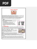 Anatomy and Structure of Lips | PDF | Lip | Human Anatomy