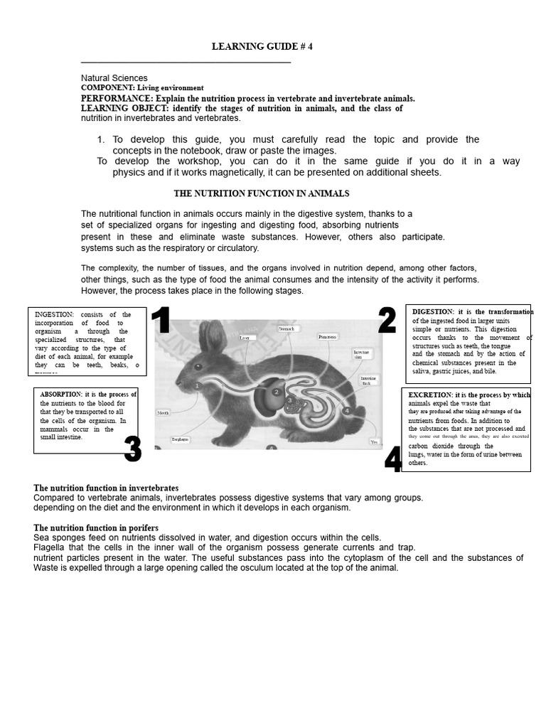 Nutrition Function Workshop | PDF | Digestion | Mouth