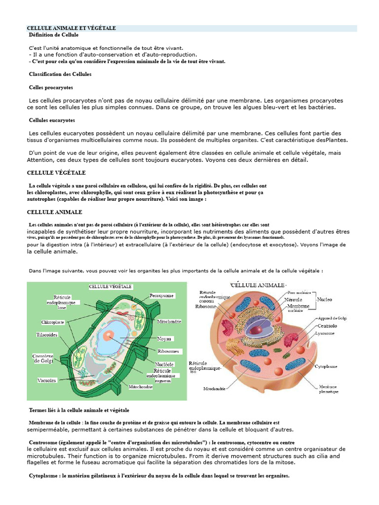 Cellule animale : caractéristiques et fonctions | PDF | Cellule ...