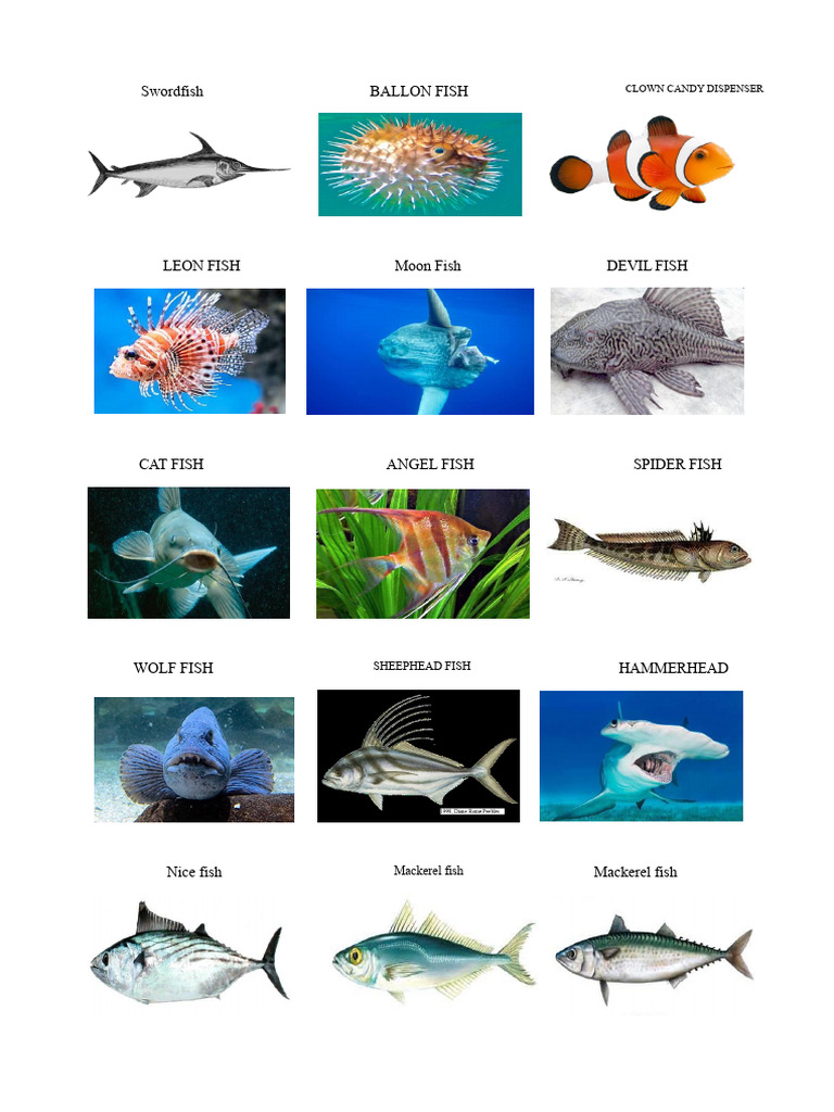 Types of Fish | PDF