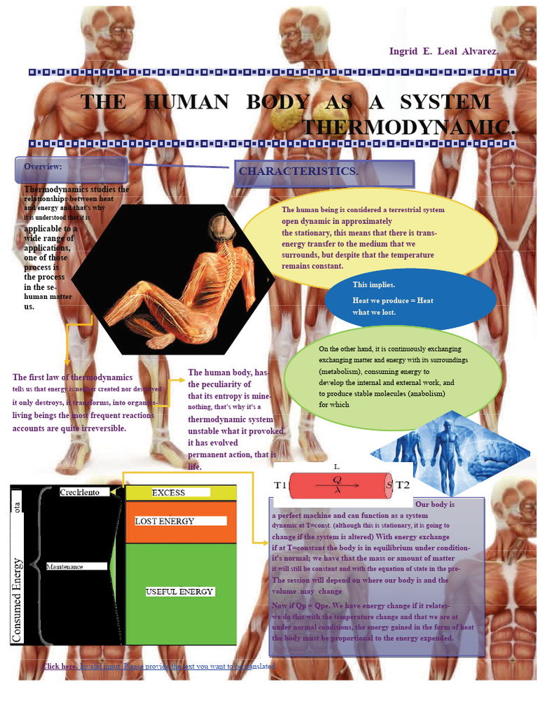 Thermodynamics of the Human Body | PDF | Thermodynamics | Heat