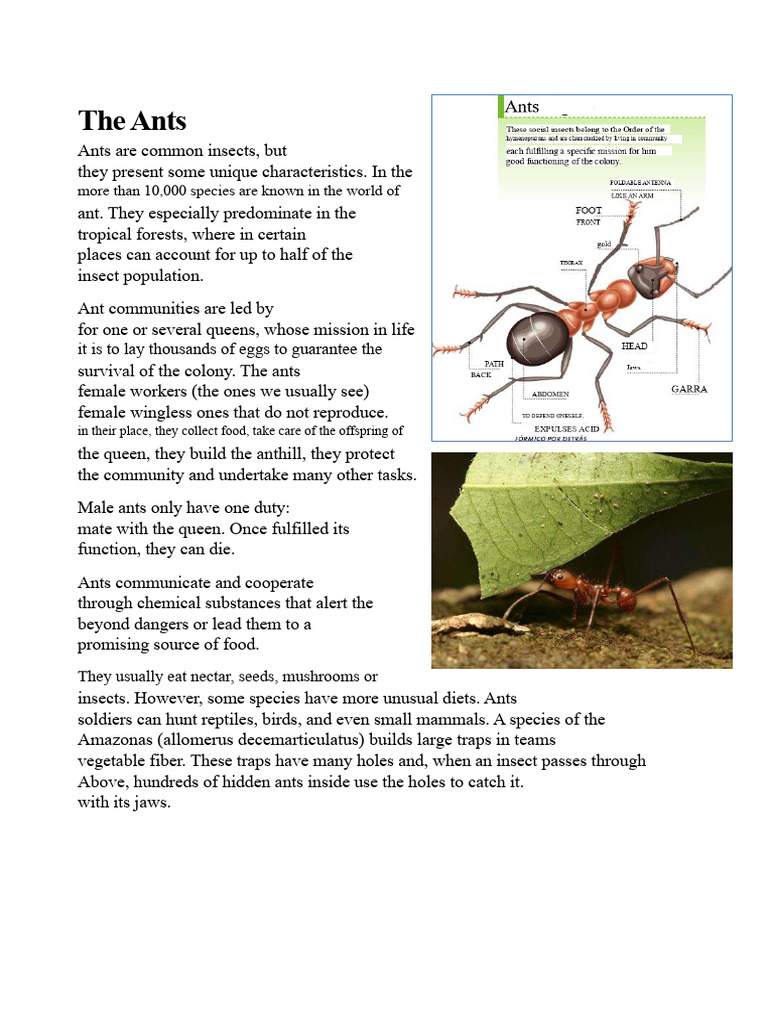 Characteristics of Ants | PDF