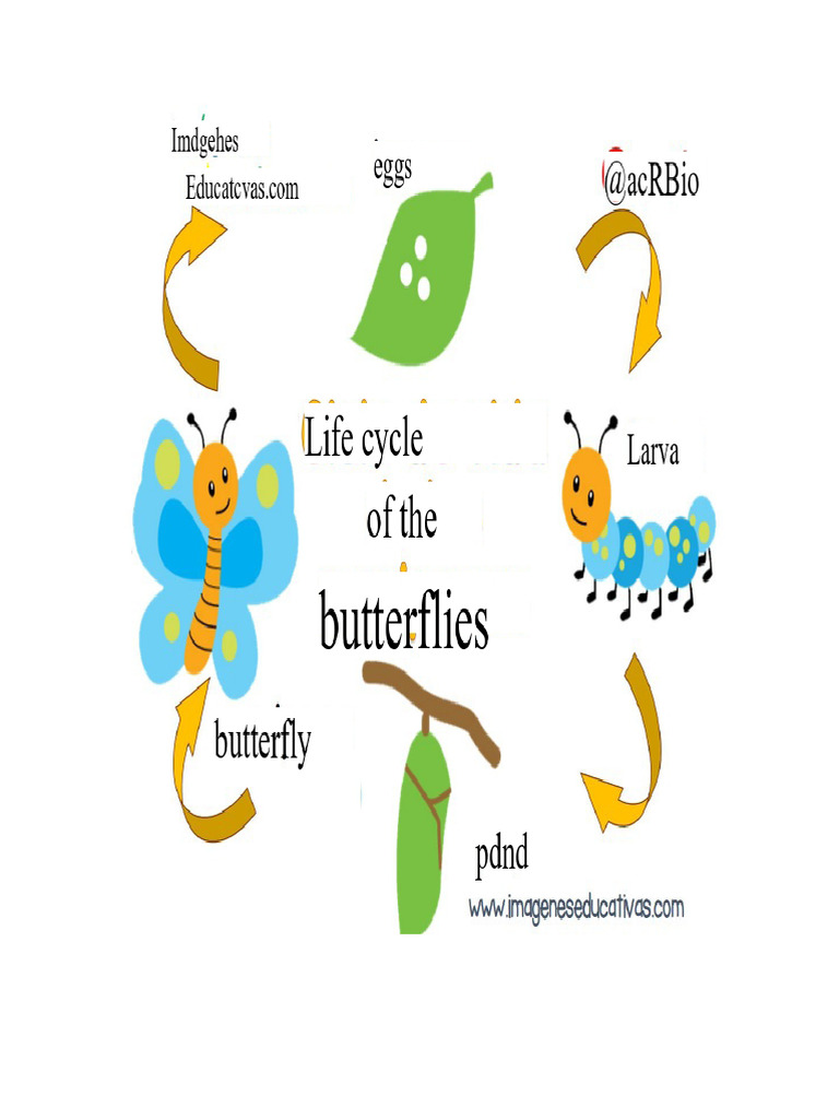 Vital Functions Butterfly and Ladybug | PDF | Lepidoptera | Pupa