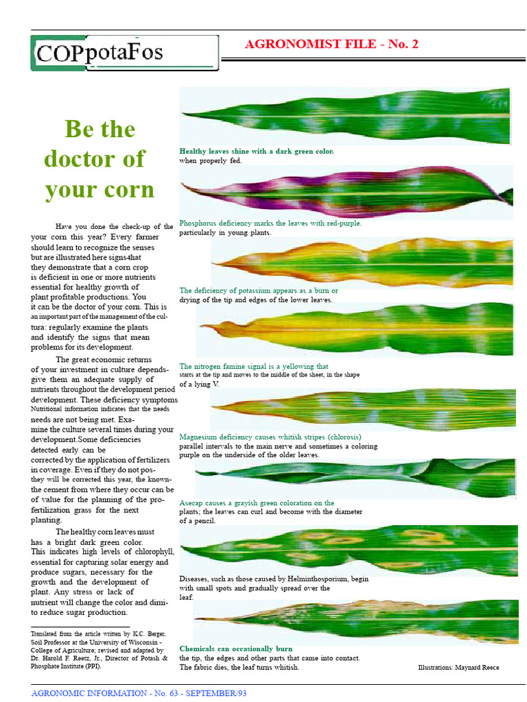 Corn Nutrient Deficiency Guide | PDF | Plant Nutrition | Root