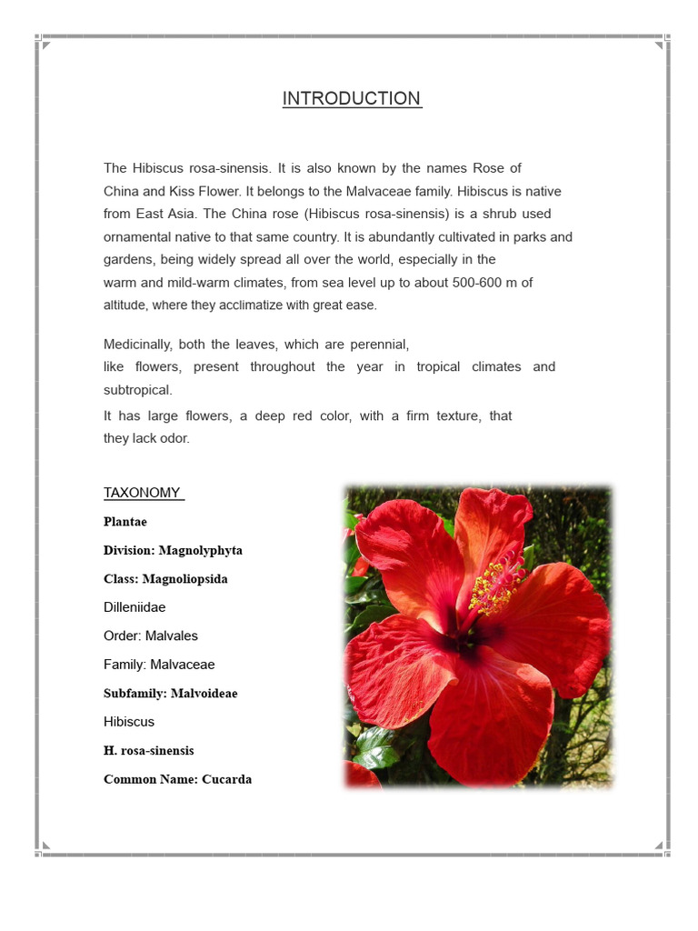 Hibiscus rosa-sinensis: Uses & Features | PDF | Petal | Plant Stem