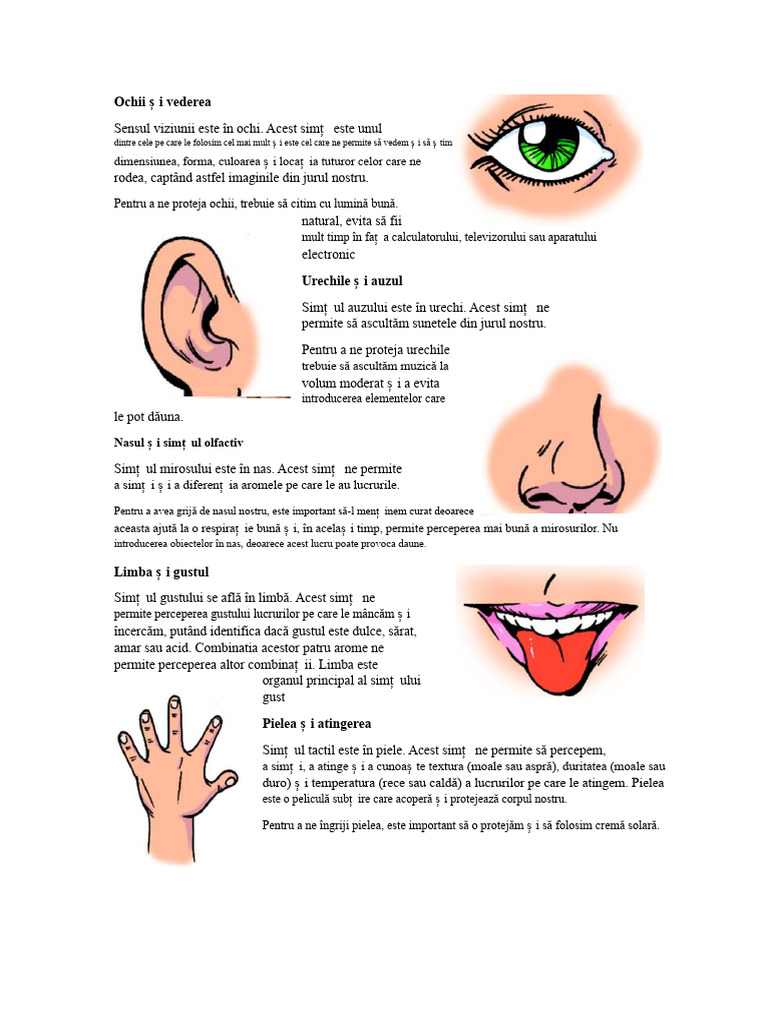Cele 5 Simțuri | PDF