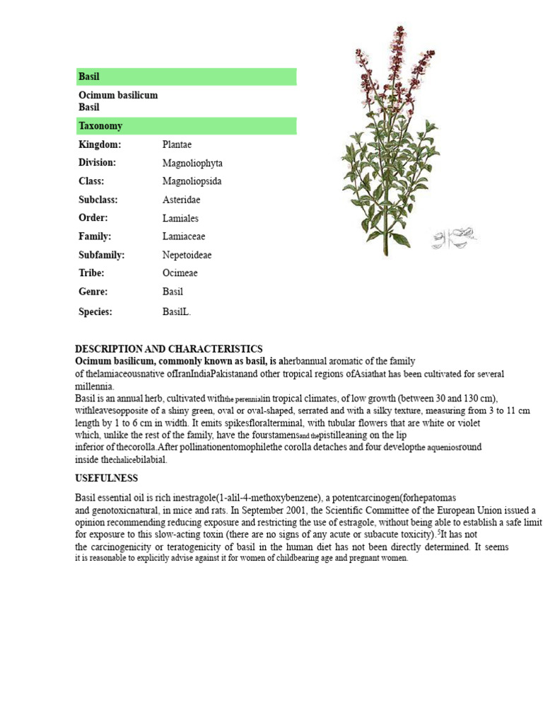 Overview of Basil (Ocimum basilicum) | PDF | Plants