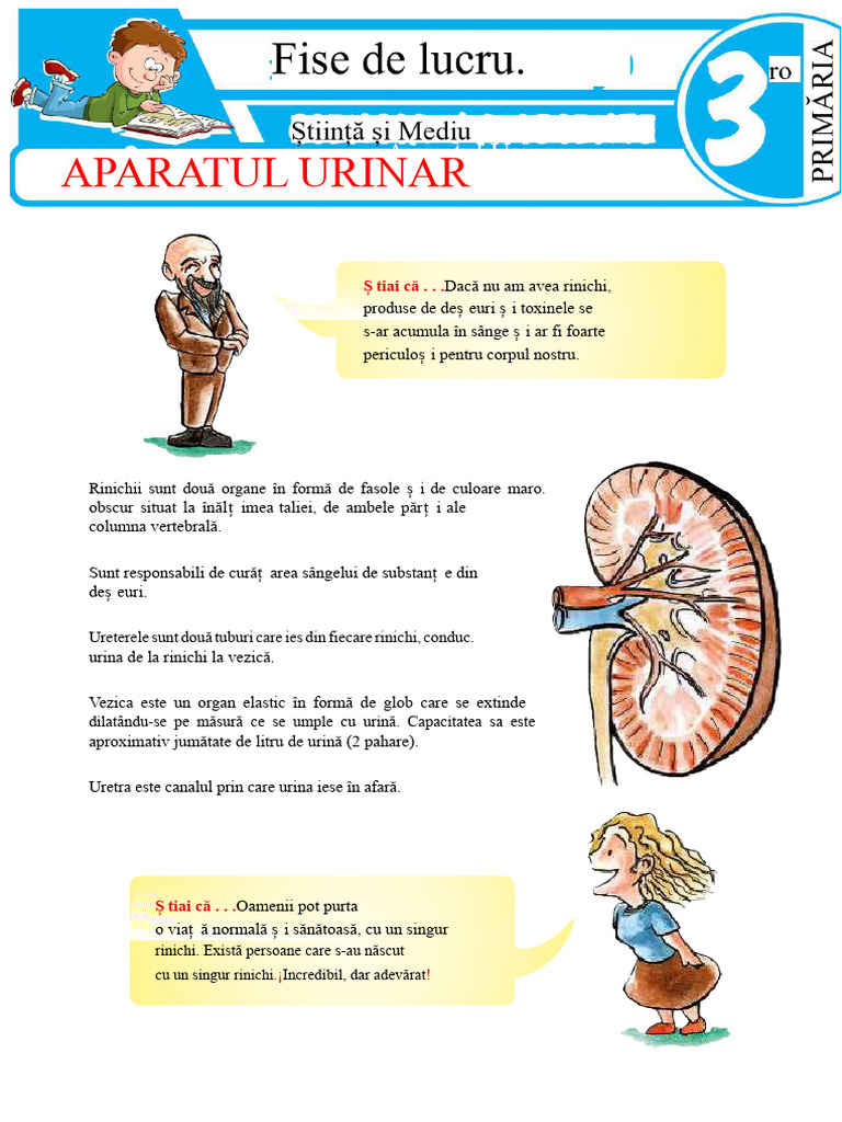 Aparatul Urinar Pentru Clasa A III-a | PDF