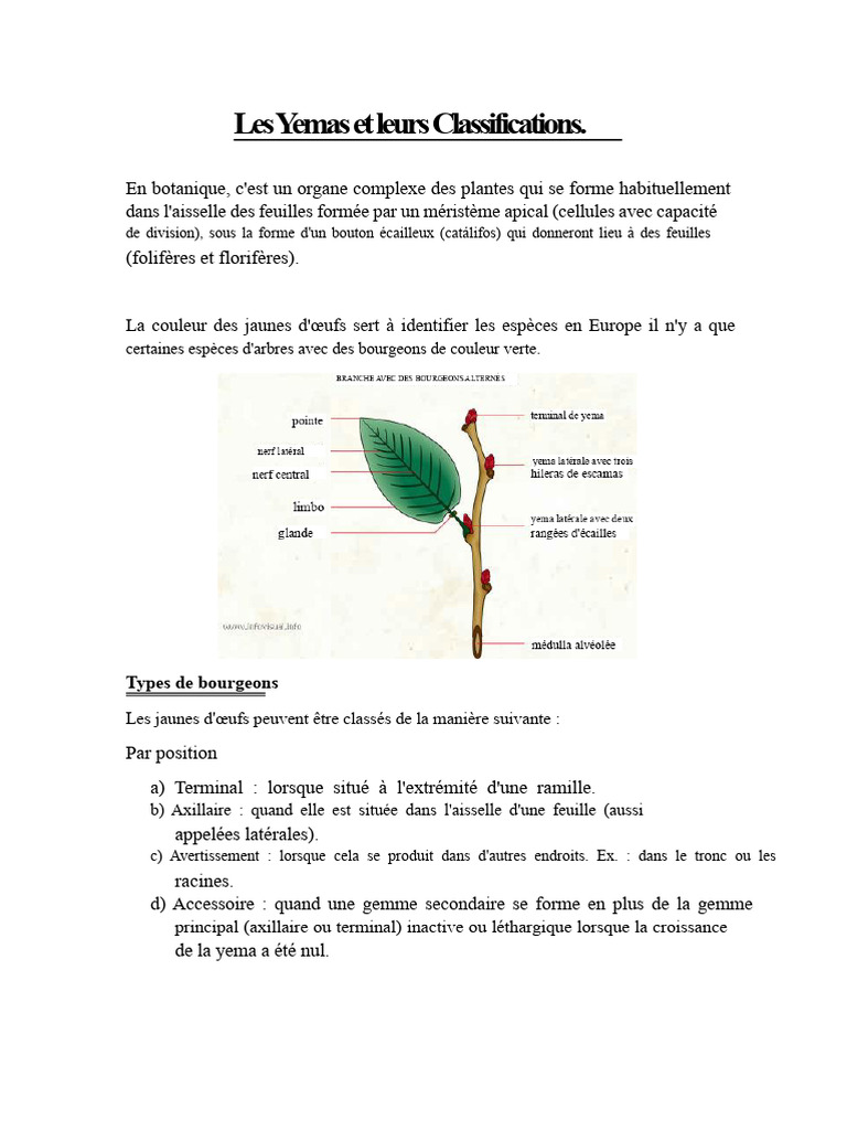 Classification des Yemas et Racines des Plantes | PDF | Bourgeon ...