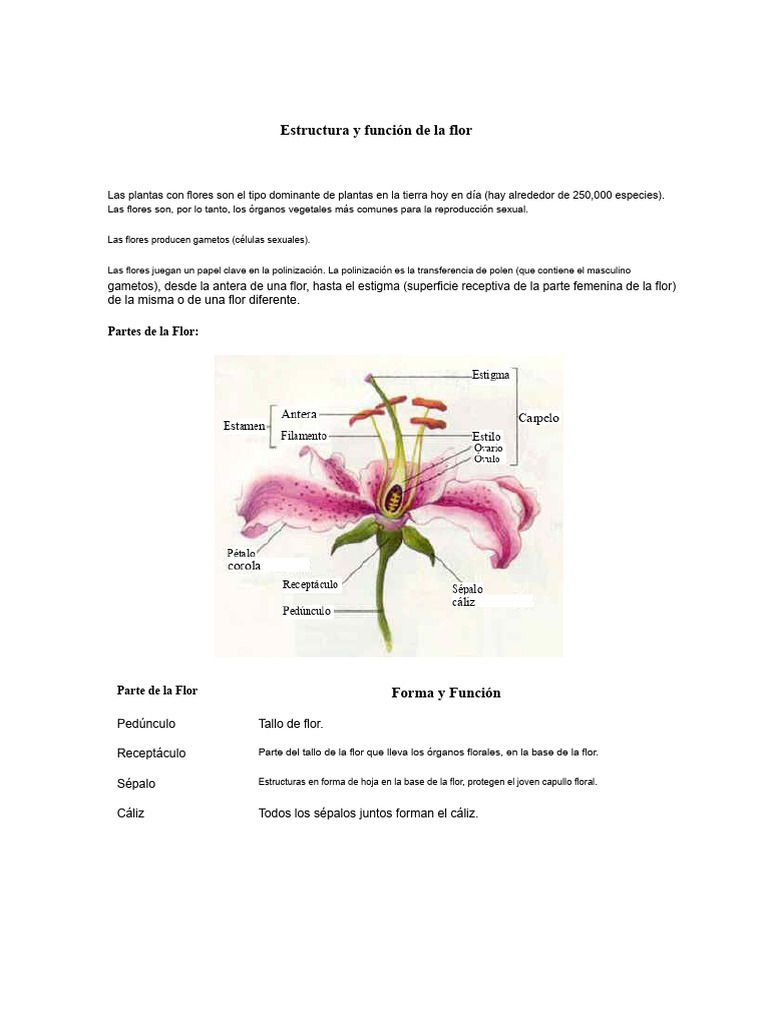 Estructura y Función de La Flor | PDF | Flores | Sexo