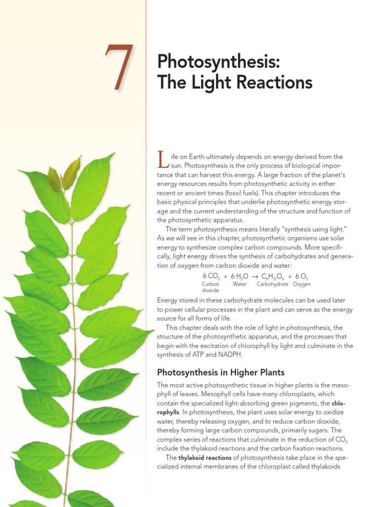 Understanding Photosynthesis Basics | PDF | Photosynthesis ...