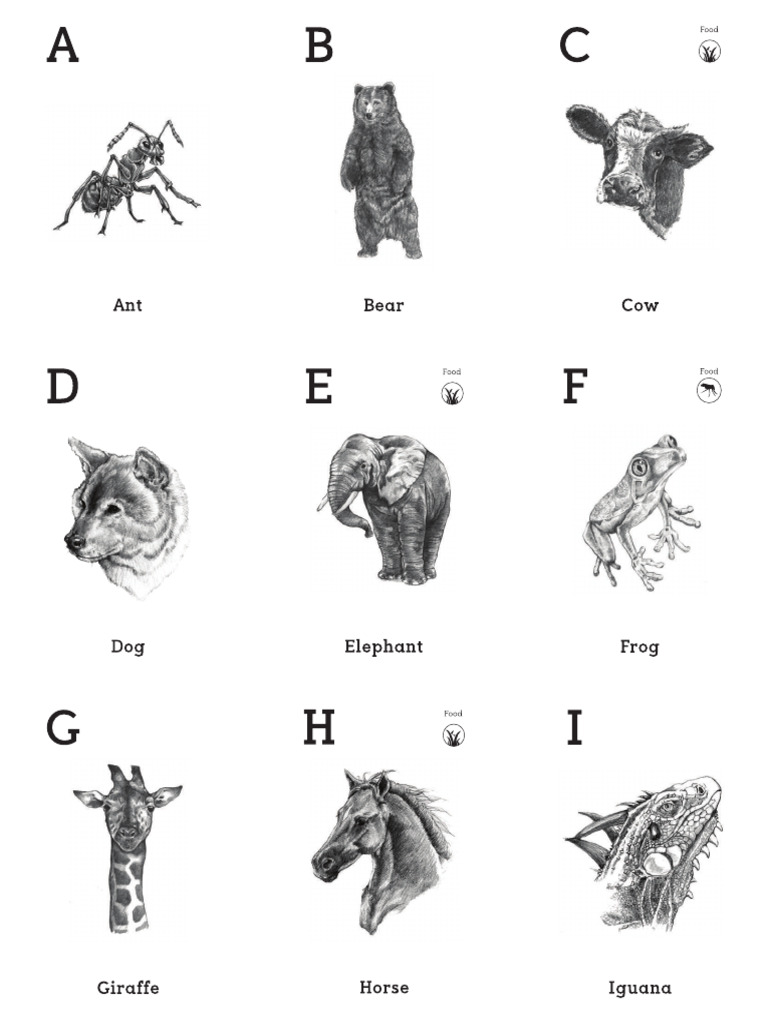 Animal 4D+ Cards (FINAL) | PDF