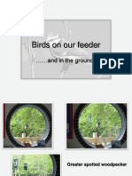 Birds On Our Feeder