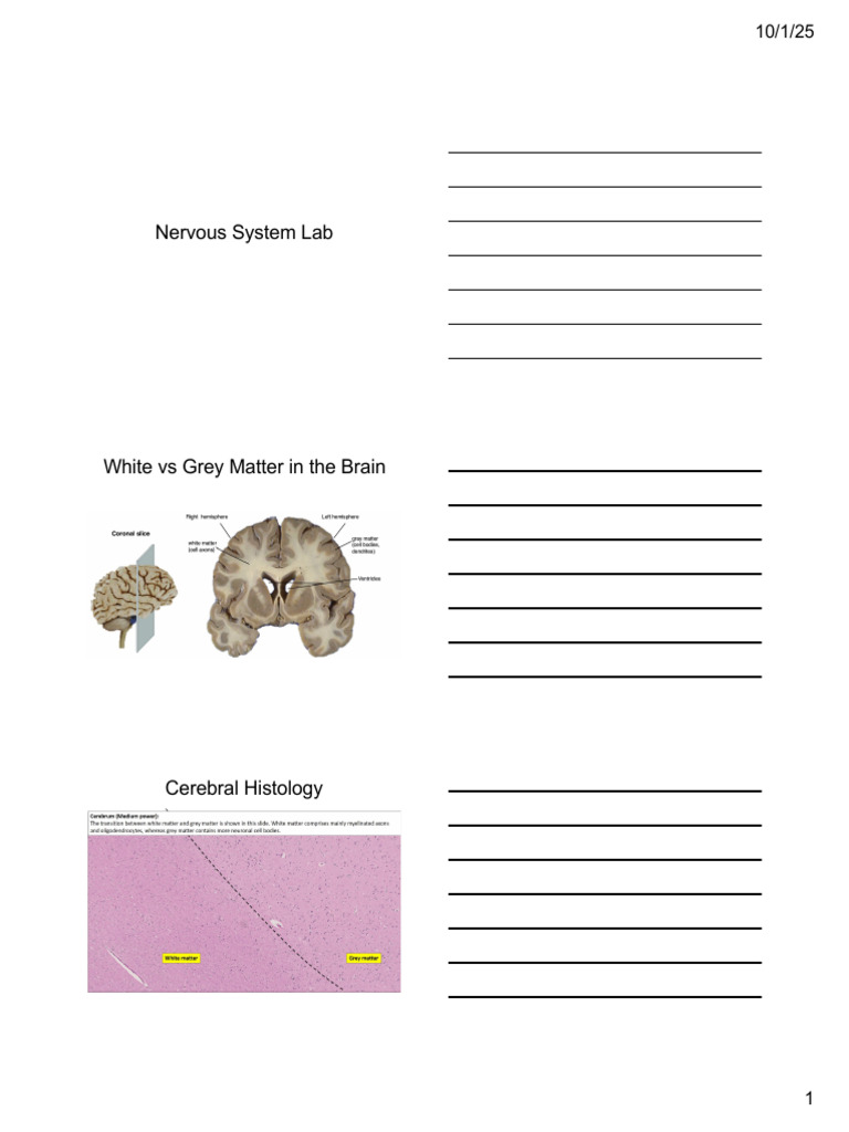 Brain and Nervous System Overview | PDF | Neuroanatomy | Human Anatomy