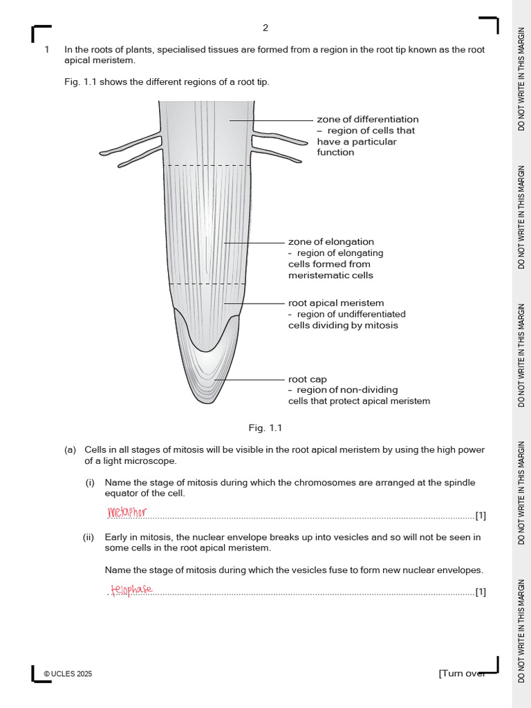 Plant Root Structure and Function Analysis | PDF | Epithelium | Cell ...
