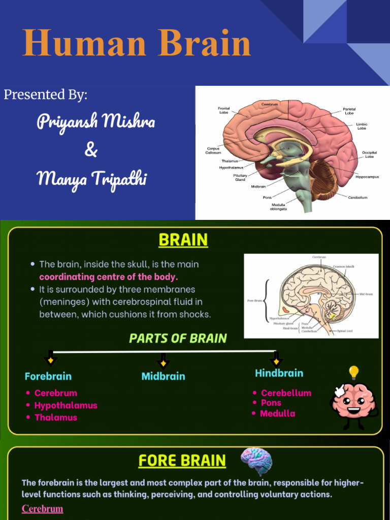 Understanding Human Brain Functions | PDF