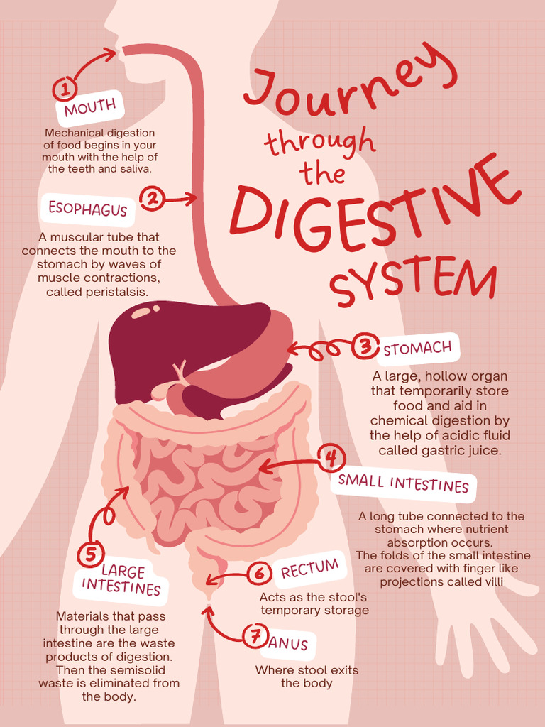 Digestive System Overview and Functions | PDF