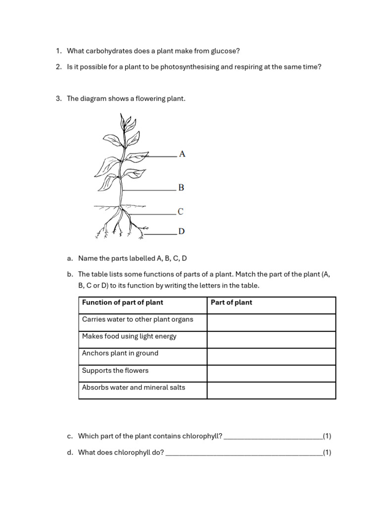 Plant Photosynthesis and Anatomy Quiz | PDF