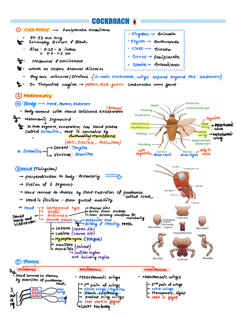 Cockroach RM | PDF